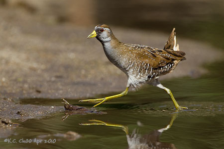 Sora