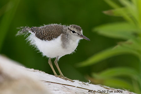 Spotted Sandpiper