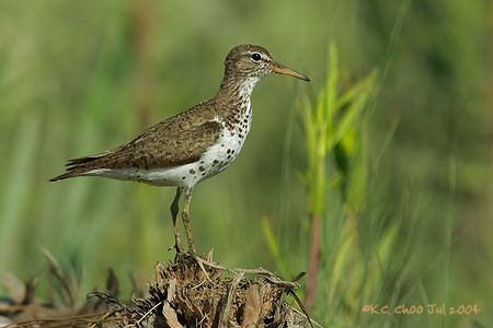 Spotted Sandpiper