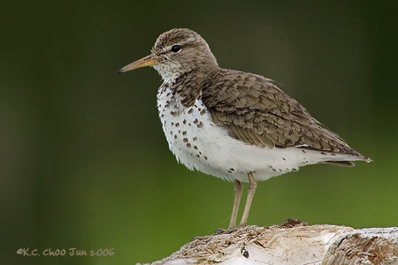 Spotted Sandpiper