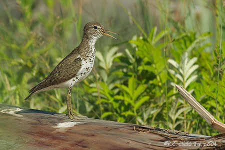 Spotted Sandpiper