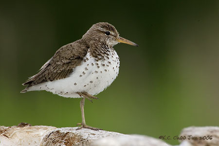 Spotted Sandpiper