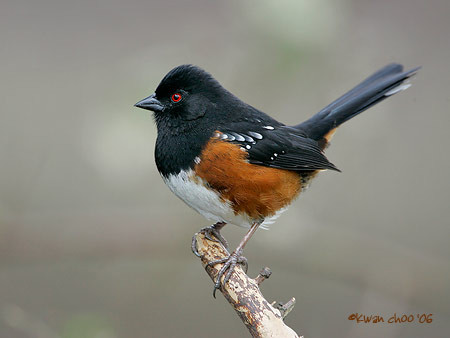 Spotted Towhee