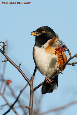 Spotted Towhee