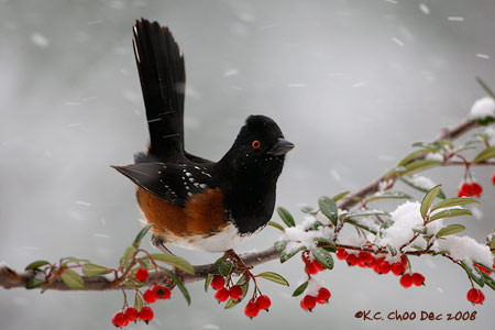 Spotted Towhee