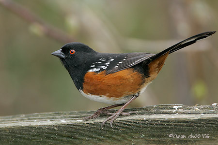Spotted Towhee