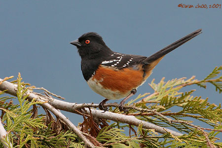 Spotted Towhee