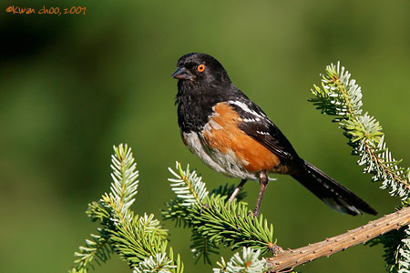 Spotted Towhee
