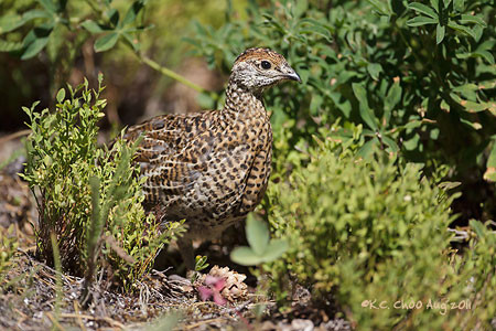 Spruce Grouse