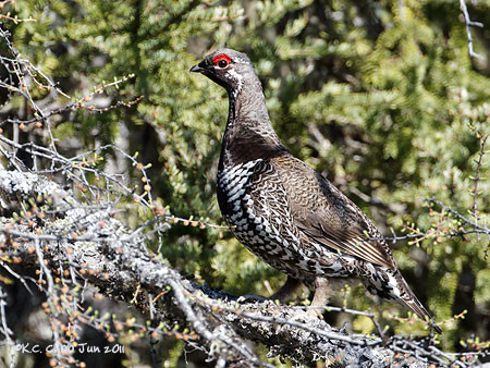 Spruce Grouse