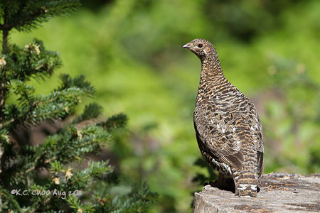 Spruce Grouse
