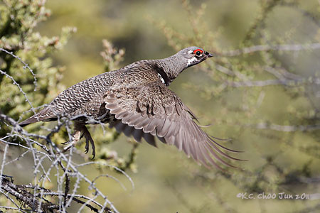 Spruce Grouse