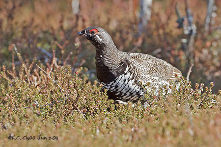 Spruce Grouse