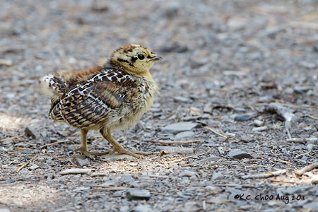 Spruce Grouse