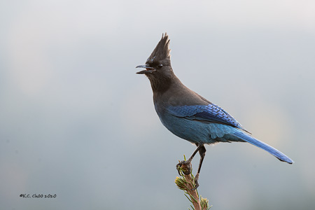 Steller's Jay