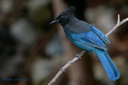 Steller's Jay