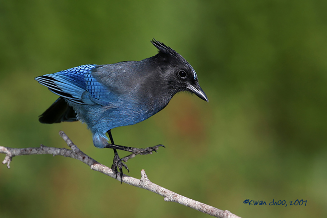Steller's Jay