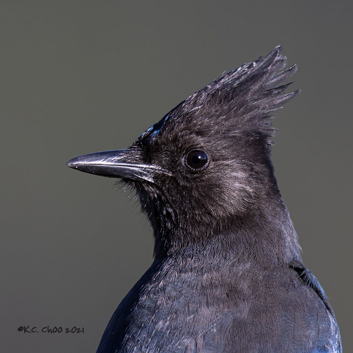 Steller's Jay