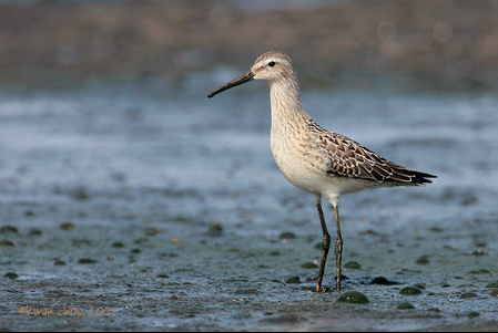 Stilt Sandpiper