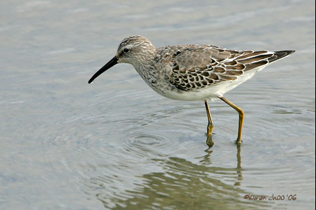 Stilt Sandpiper