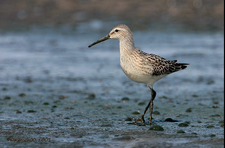 Stilt Sandpiper