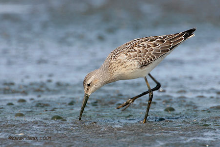 Stilt Sandpiper