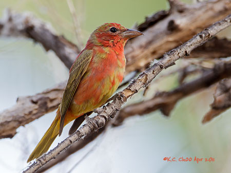 Summer Tanager