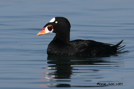 Surf Scoter