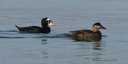 Surf Scoter