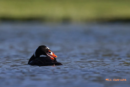 Surf Scoter