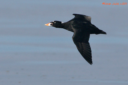 Surf Scoter