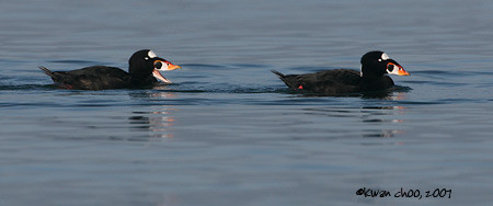 Surf Scoter