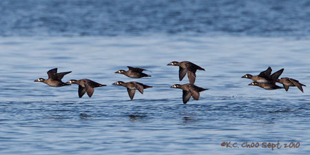 Surf Scoter