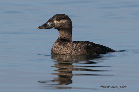 Surf Scoter