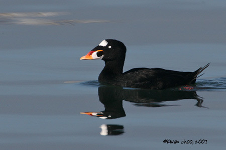 Surf Scoter