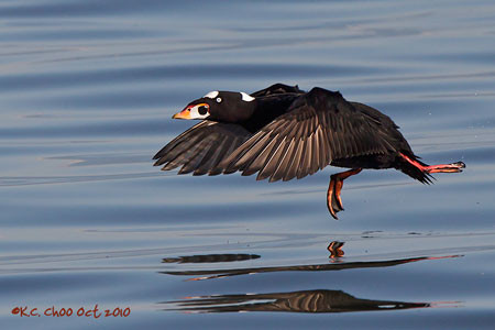 Surf Scoter