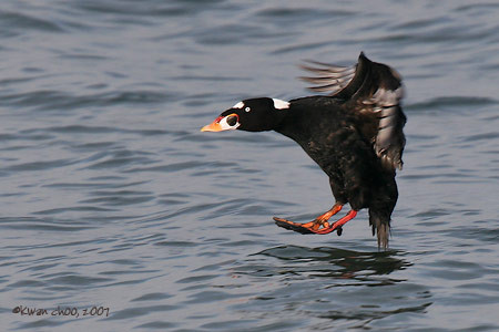 Surf Scoter