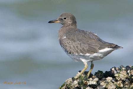 Surfbird