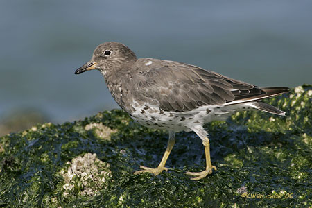 Surfbird