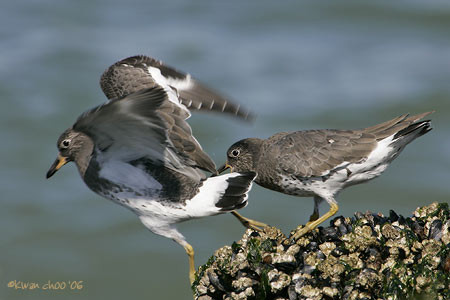 Surfbird