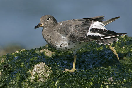 Surfbird