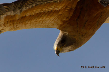 Swainson's Hawk