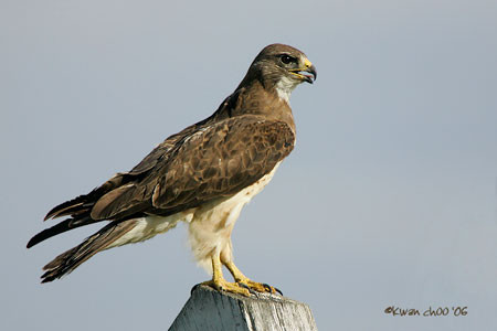 Swainson's Hawk