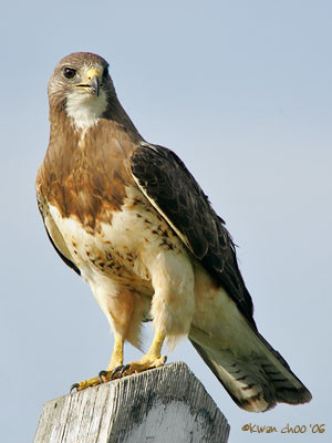 Swainson's Hawk