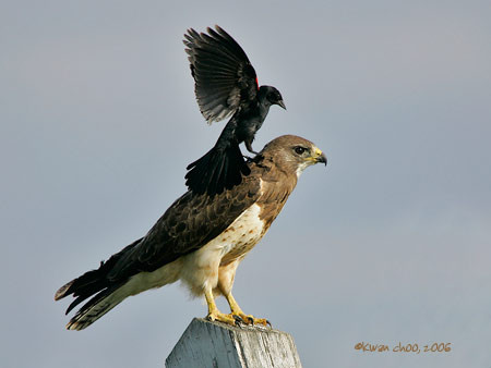 Swainson's Hawk