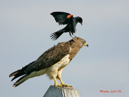Swainson's Hawk
