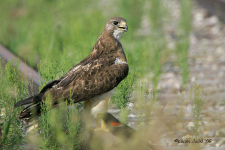 Swainson's Hawk