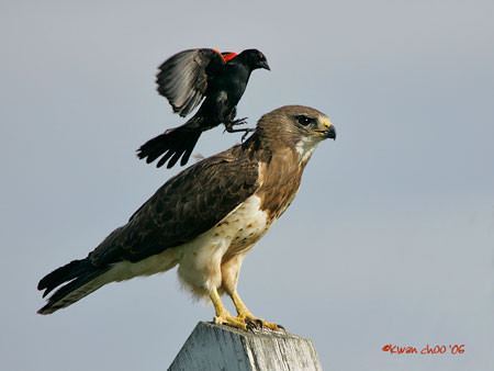 Swainson's Hawk