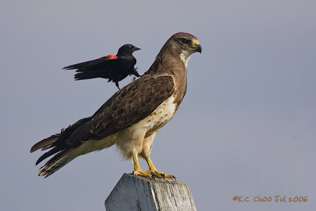 Swainson's Hawk