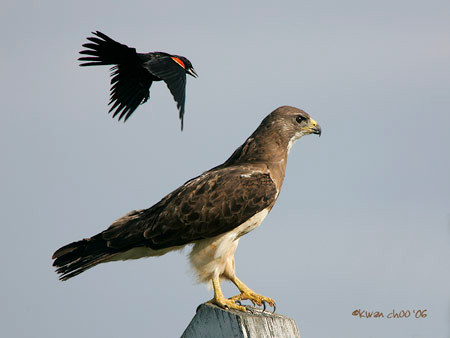 Swainson's Hawk